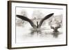 Wapiti Valley, Wyoming. Usa. Canadian Geese Land in a Winter's Pond-Janet Muir-Framed Photographic Print