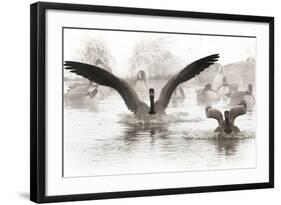 Wapiti Valley, Wyoming. Usa. Canadian Geese Land in a Winter's Pond-Janet Muir-Framed Photographic Print