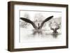 Wapiti Valley, Wyoming. Usa. Canadian Geese Land in a Winter's Pond-Janet Muir-Framed Photographic Print