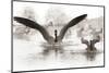 Wapiti Valley, Wyoming. Usa. Canadian Geese Land in a Winter's Pond-Janet Muir-Mounted Photographic Print