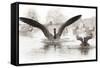 Wapiti Valley, Wyoming. Usa. Canadian Geese Land in a Winter's Pond-Janet Muir-Framed Stretched Canvas