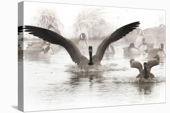 Wapiti Valley, Wyoming. Usa. Canadian Geese Land in a Winter's Pond-Janet Muir-Stretched Canvas