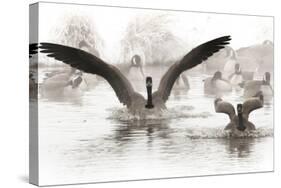 Wapiti Valley, Wyoming. Usa. Canadian Geese Land in a Winter's Pond-Janet Muir-Stretched Canvas