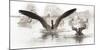 Wapiti Valley, Wyoming. USA. Canadian Geese land in a winter's pond.-Janet Muir-Mounted Photographic Print