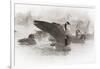 Wapiti, Wyoming. Usa. Artistic Shot of Canadian Geese in the Mist-Janet Muir-Framed Photographic Print