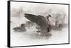 Wapiti, Wyoming. Usa. Artistic Shot of Canadian Geese in the Mist-Janet Muir-Framed Stretched Canvas