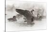 Wapiti, Wyoming. Usa. Artistic Shot of Canadian Geese in the Mist-Janet Muir-Stretched Canvas