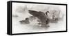 Wapiti, Wyoming. USA. Artistic shot of Canadian Geese in the mist.-Janet Muir-Framed Stretched Canvas
