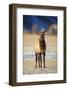 Wapiti, Wyoming. USA. Young Bull Elk-Janet Muir-Framed Photographic Print