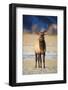 Wapiti, Wyoming. USA. Young Bull Elk-Janet Muir-Framed Photographic Print