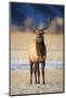 Wapiti, Wyoming. USA. Young Bull Elk-Janet Muir-Mounted Photographic Print