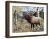 Wapiti-Jeff Tift-Framed Giclee Print