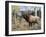 Wapiti-Jeff Tift-Framed Giclee Print