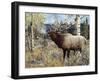 Wapiti-Jeff Tift-Framed Giclee Print