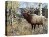 Wapiti-Jeff Tift-Stretched Canvas