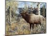 Wapiti-Jeff Tift-Mounted Giclee Print