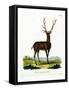 Wapiti-null-Framed Stretched Canvas