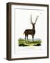 Wapiti-null-Framed Giclee Print