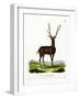 Wapiti-null-Framed Giclee Print