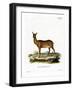 Wapiti-null-Framed Giclee Print