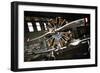 Warbird in Service-Forgiss-Framed Photographic Print