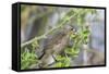 Warbler Finch (Certhidea Olivacea)-G and M Therin-Weise-Framed Stretched Canvas