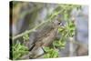 Warbler Finch (Certhidea Olivacea)-G and M Therin-Weise-Stretched Canvas