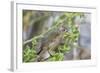 Warbler Finch (Certhidea Olivacea)-G and M Therin-Weise-Framed Photographic Print