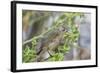 Warbler Finch (Certhidea Olivacea)-G and M Therin-Weise-Framed Photographic Print