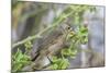 Warbler Finch (Certhidea Olivacea)-G and M Therin-Weise-Mounted Photographic Print