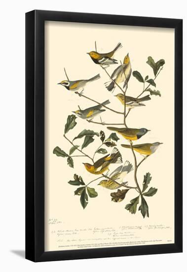 Warblers-null-Framed Poster