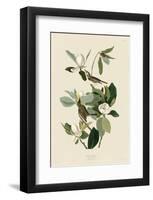 Warbling Flycatcher-John James Audubon-Framed Art Print