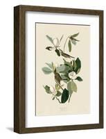 Warbling Flycatcher-John James Audubon-Framed Art Print