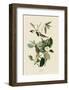 Warbling Flycatcher-John James Audubon-Framed Art Print