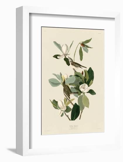 Warbling Flycatcher-John James Audubon-Framed Art Print