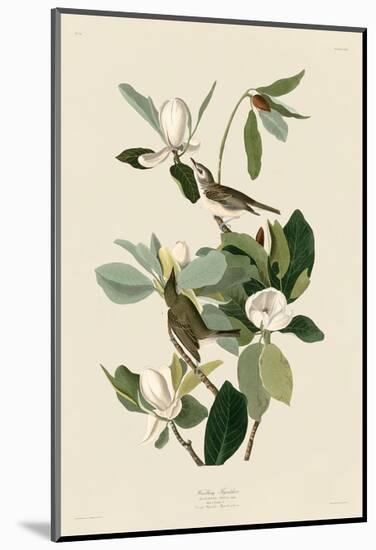 Warbling Flycatcher-John James Audubon-Mounted Art Print