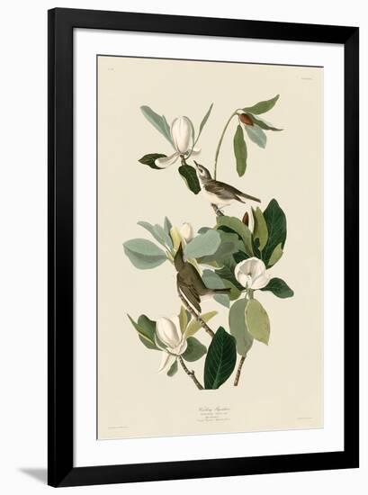 Warbling Flycatcher-John James Audubon-Framed Art Print