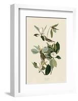 Warbling Flycatcher-John James Audubon-Framed Giclee Print