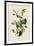 Warbling Flycatcher-John James Audubon-Framed Giclee Print