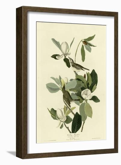 Warbling Flycatcher-null-Framed Giclee Print