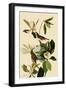 Warbling Vireos-John James Audubon-Framed Giclee Print