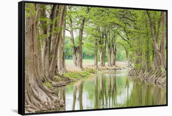 Waring, Texas, USA. Trees along the Guadalupe River in the Texas Hill Country.-Emily Wilson-Framed Stretched Canvas