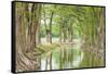 Waring, Texas, USA. Trees along the Guadalupe River in the Texas Hill Country.-Emily Wilson-Framed Stretched Canvas