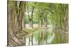 Waring, Texas, USA. Trees along the Guadalupe River in the Texas Hill Country.-Emily Wilson-Stretched Canvas