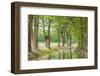 Waring, Texas, USA. Trees along the Guadalupe River in the Texas Hill Country.-Emily Wilson-Framed Photographic Print