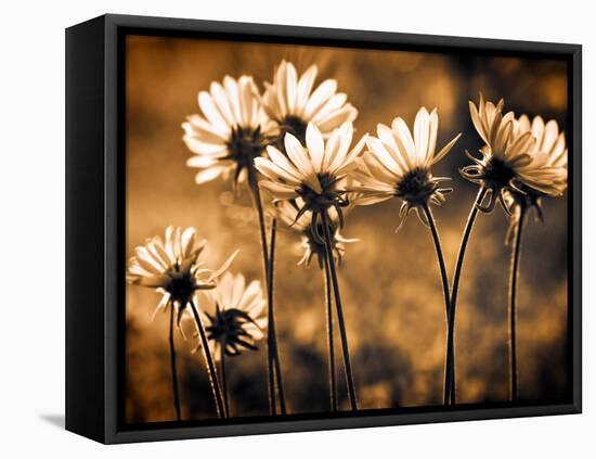 Warm and Sunny-Ursula Abresch-Framed Stretched Canvas