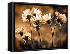 Warm and Sunny-Ursula Abresch-Framed Stretched Canvas