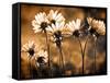 Warm and Sunny-Ursula Abresch-Framed Stretched Canvas