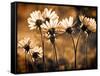 Warm and Sunny-Ursula Abresch-Framed Stretched Canvas