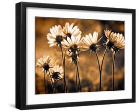 Warm and Sunny-Ursula Abresch-Framed Photographic Print